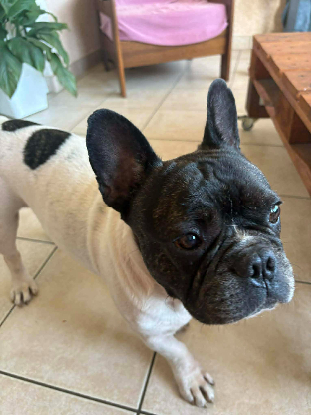 Adopter Diego