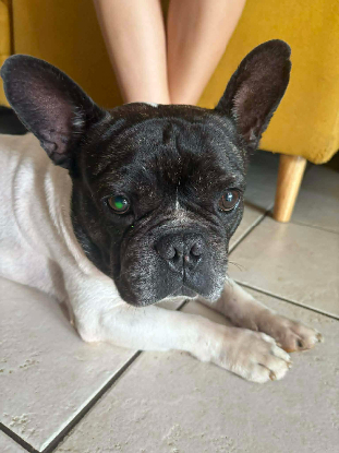 Adopter Diego