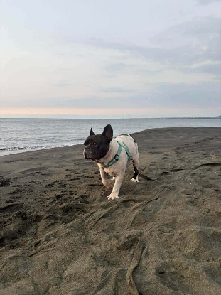 Adopter Diego
