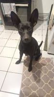 Adopter  chien : Batman