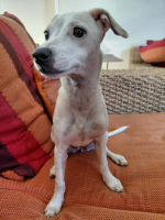 Adopter  chien : Vanille