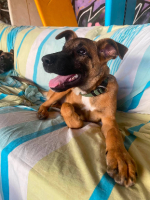 Adopter  chien : Mana