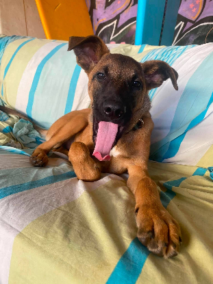 Adoption Mana