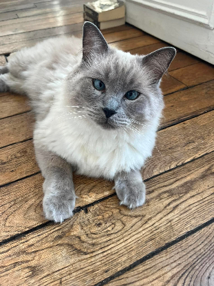Adopter Othis