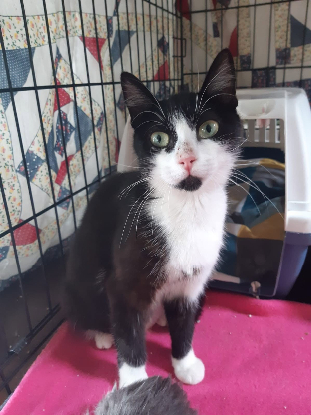Adopter Nala