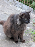 Adopter  chat : Princesse