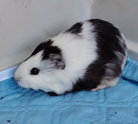 Adopter Cruella