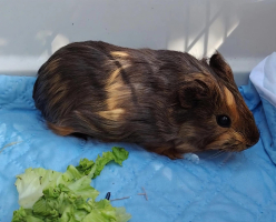 Adopter  NAC : Noisette