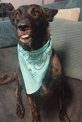 Adopter Kaya