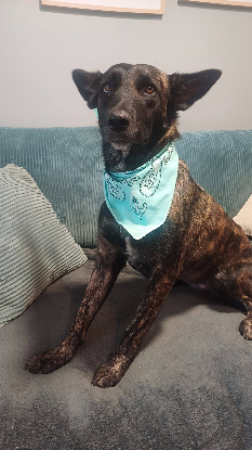 Adopter Kaya