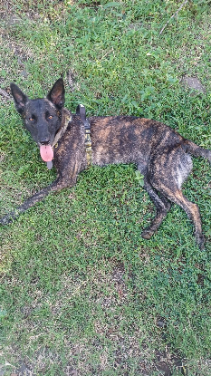 Adopter Kaya