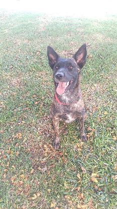 Adoption Kaya