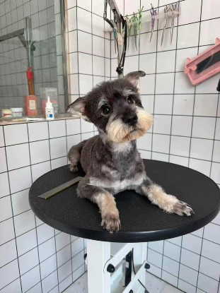 Adopter Jamie