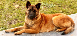 Adopter  chien : Uxie