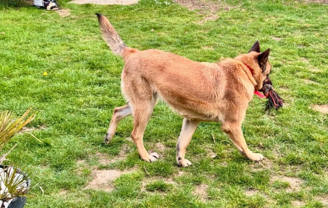 Adopter Uxie