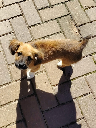 Adopter Aura
