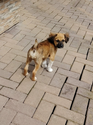 Adoption Aura