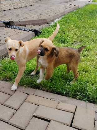Adoption Aura