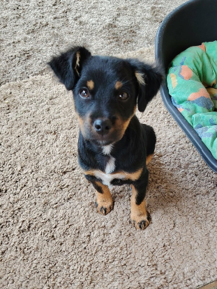 Adopter Nox