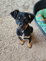 Adopter  chien : Nox