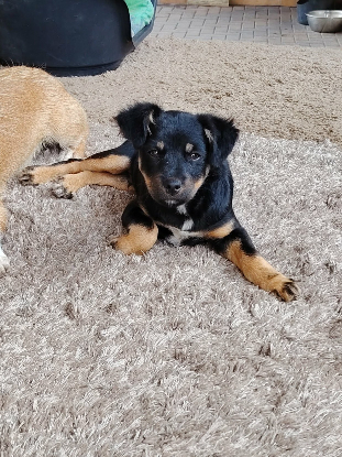 Adopter Nox