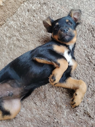 Adoption Nox