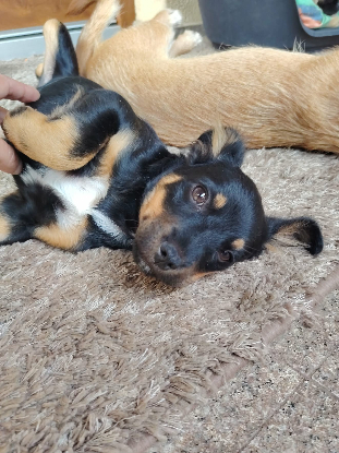 Adoption Nox