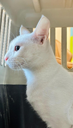 Adopter Nancy