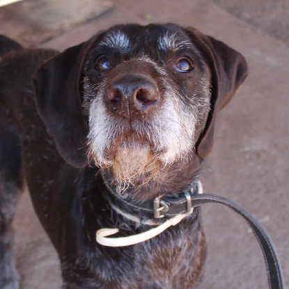 Adoption Dana