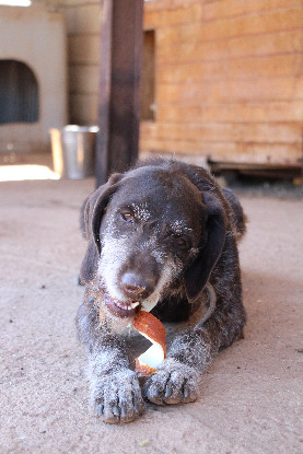 Adopter Dana