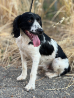 Adopter  chien : Domino