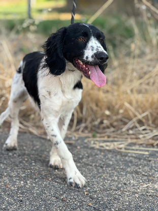 Adoption Domino
