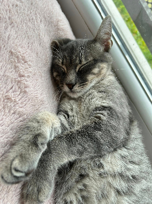 Adopter Malo