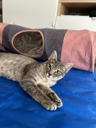 Adopter Malo