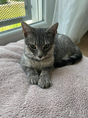 Adopter Malo