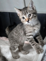 Adopter  chat : Bernard