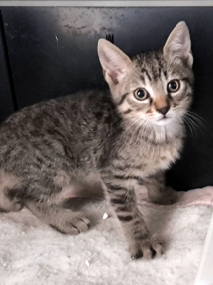 Adopter Bernard