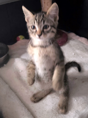 Adoption Bernard