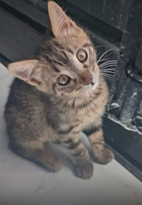 Adopter Achille