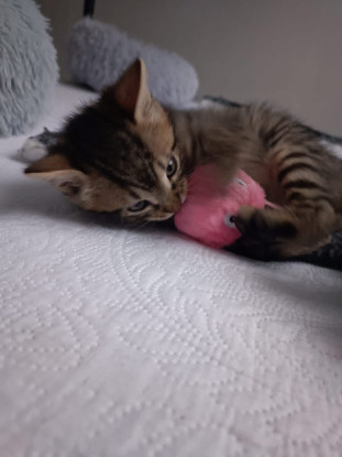 Adopter Achille
