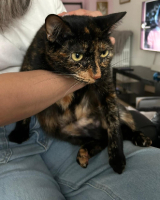 Adopter  chat : Coeur