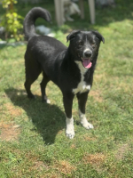 Adopter  chien : Mistral