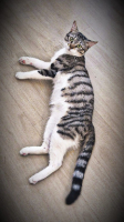 Adopter  chat : Kento