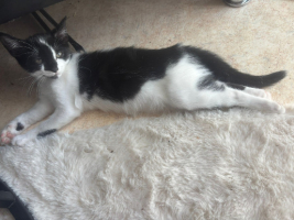 Adopter  chat : Snow