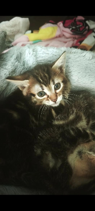 Adopter Diamant