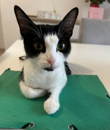 Adopter Rosa