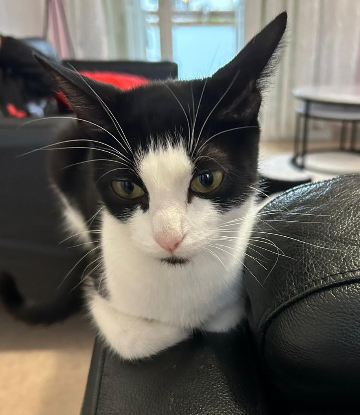 Adopter Rosa