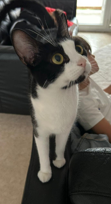 Adopter Rosa