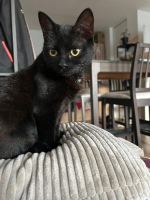 Adopter  chat : K