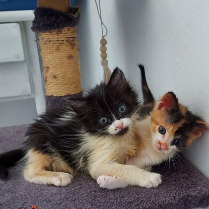 Adopter Fantomette et kitty